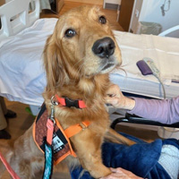 Therapy Dog Program expansion to bring wags and smiles to Northern ...