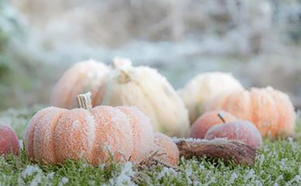 There’s some frost on the pumpkin! Prep for Old Man Winter