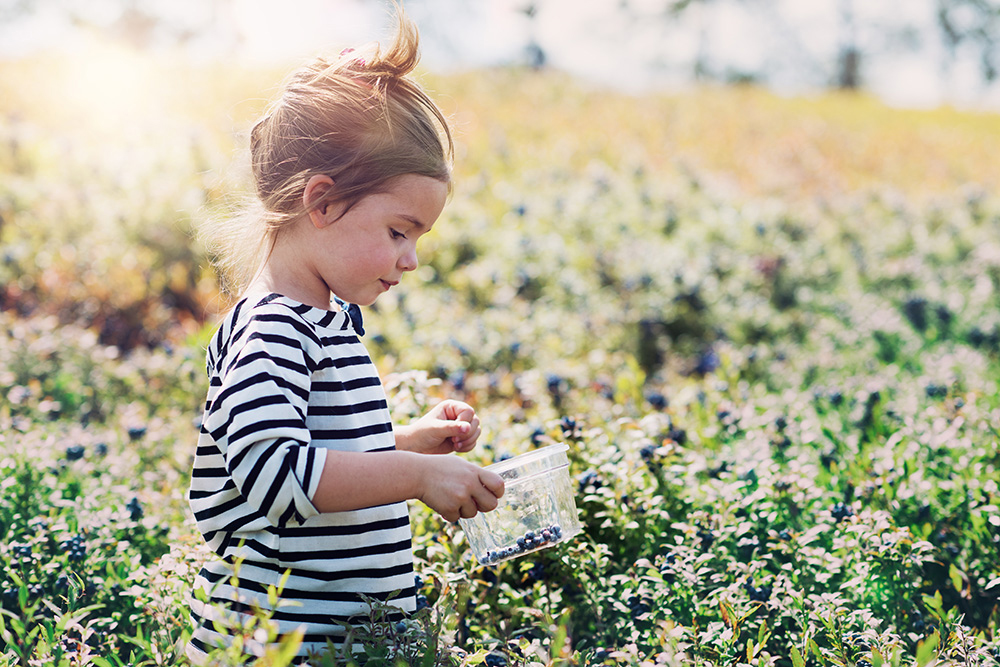 Feeling blue? These berries are too—and purple, and delicious.