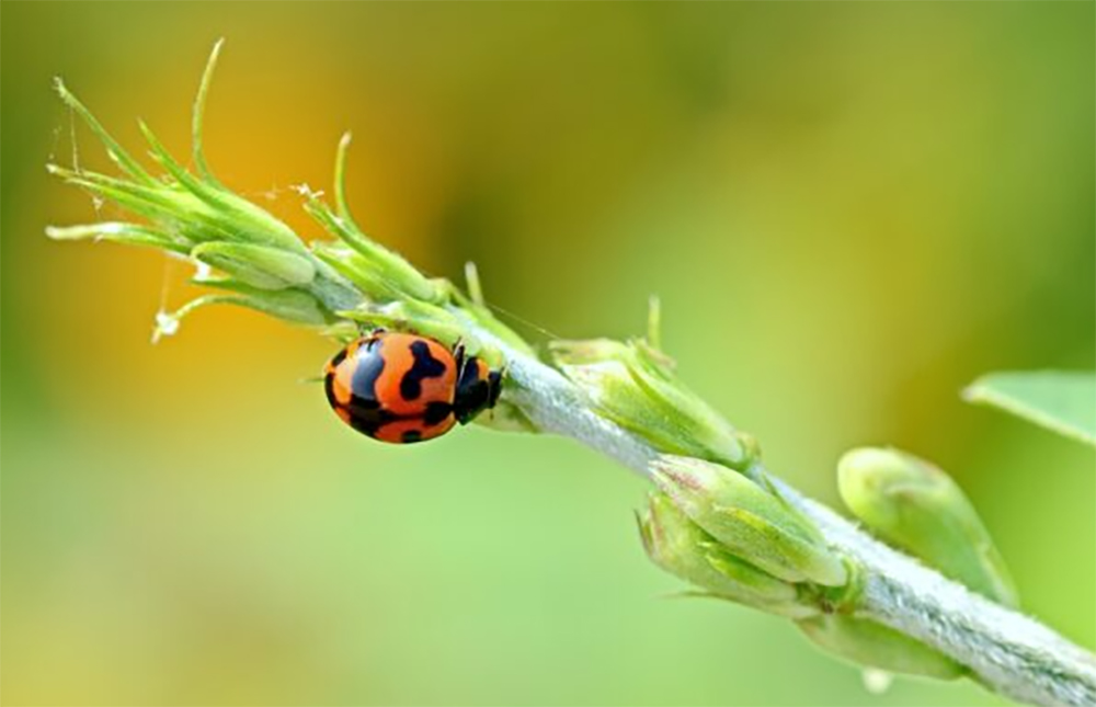 Your nose and eyes itchy? These nasty little beetles might be the cause. 