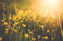 photo-yellow-flowers-branded.png photo-yellow-flowers-branded.png