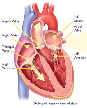 how-your-heart-works.JPG how-your-heart-works.JPG