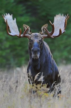 moose-(1).jpg