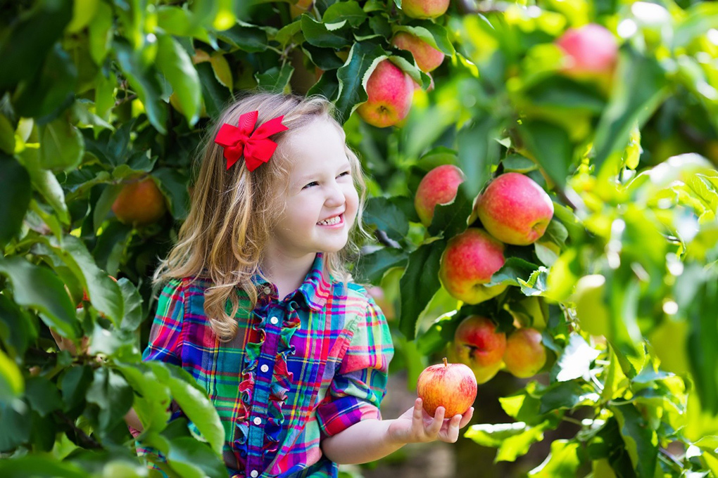  Healthy Harvest – Fall Apples